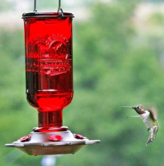 Elixir Hummingbird Feeder